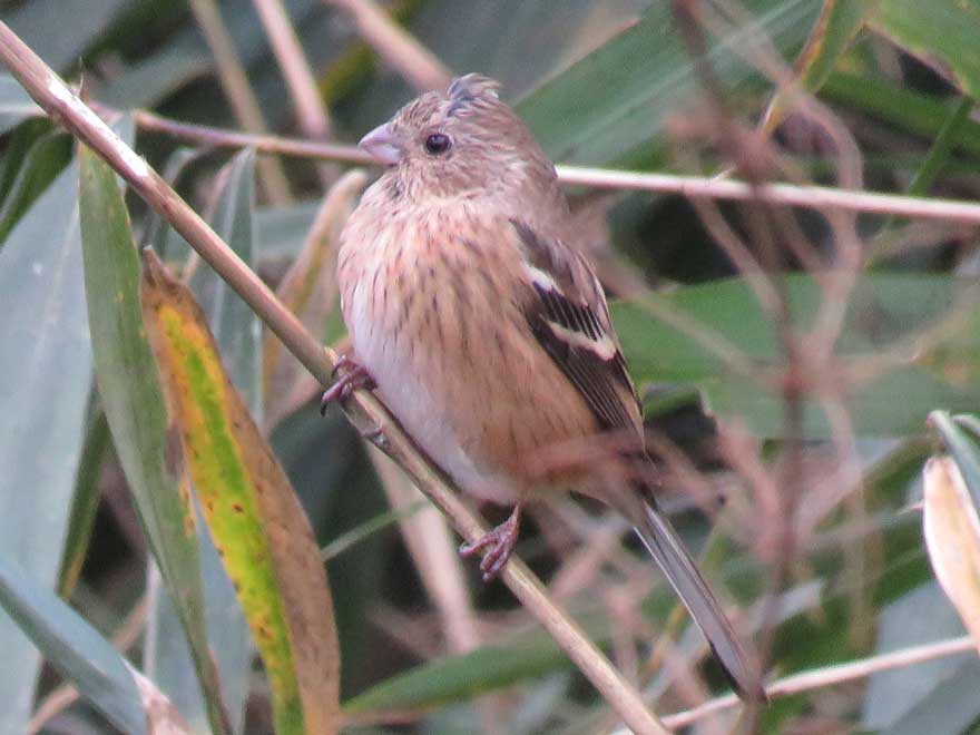 旭ヶ丘野鳥写真館