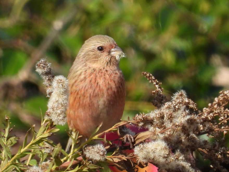 旭ヶ丘野鳥写真館