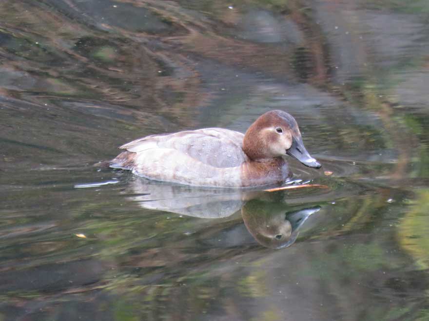 旭ヶ丘野鳥写真館