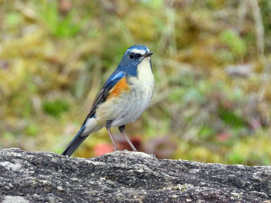 旭ヶ丘野鳥写真館