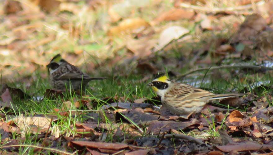 ミヤマホオジロ