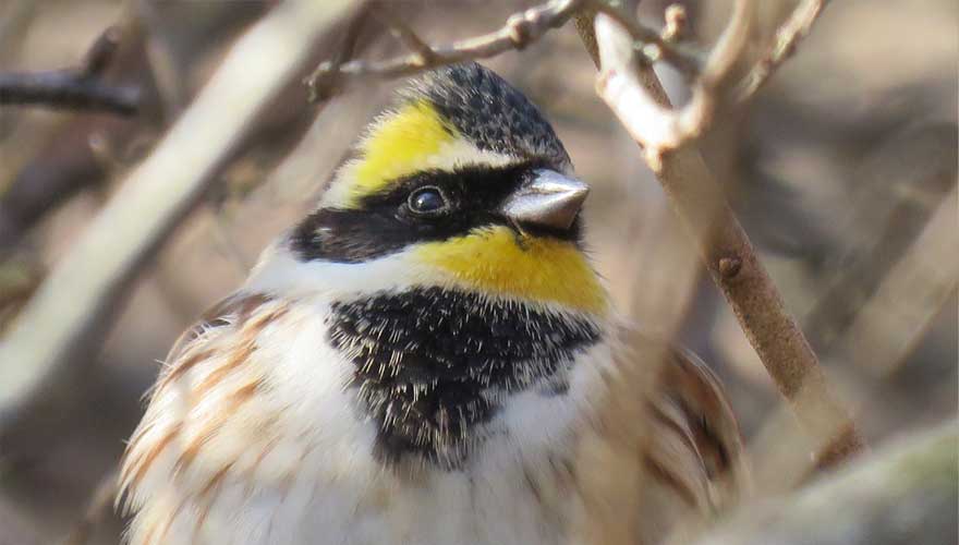 ミヤマホオジロ