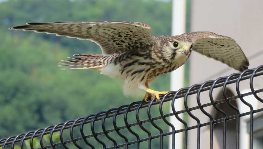 チョウゲンボウ