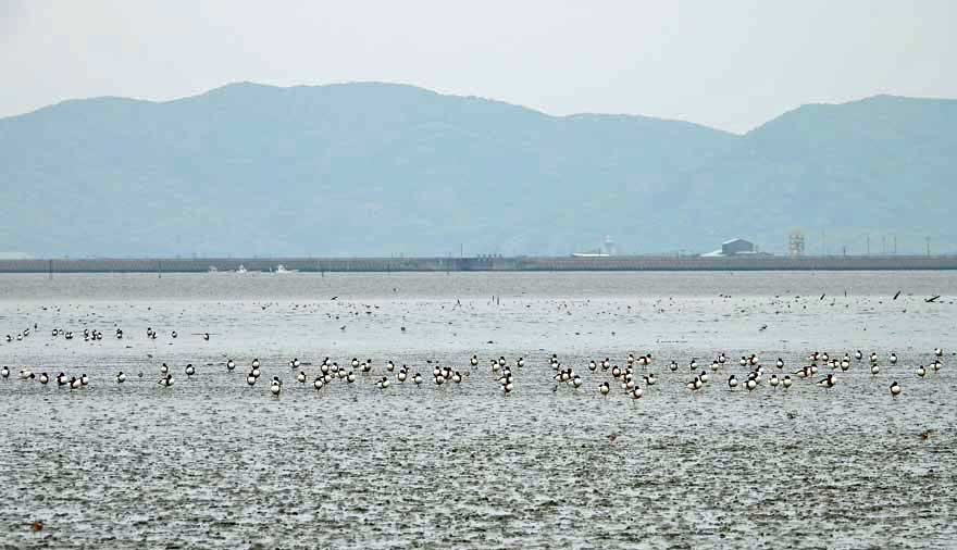 東よか干潟