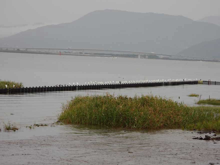 東よか干潟