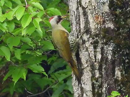 アオゲラ
