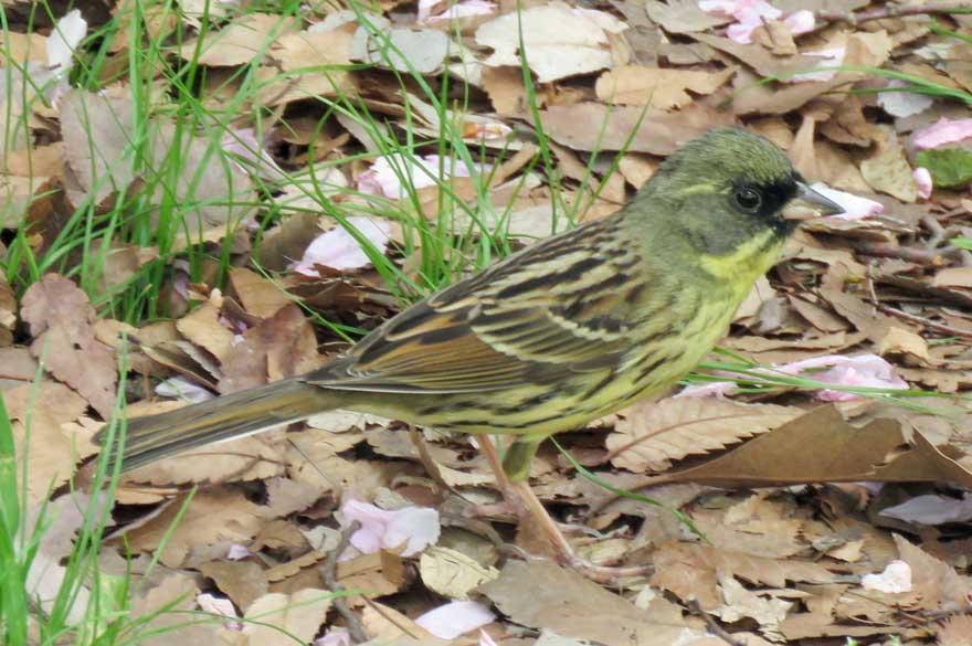 旭ヶ丘野鳥写真館