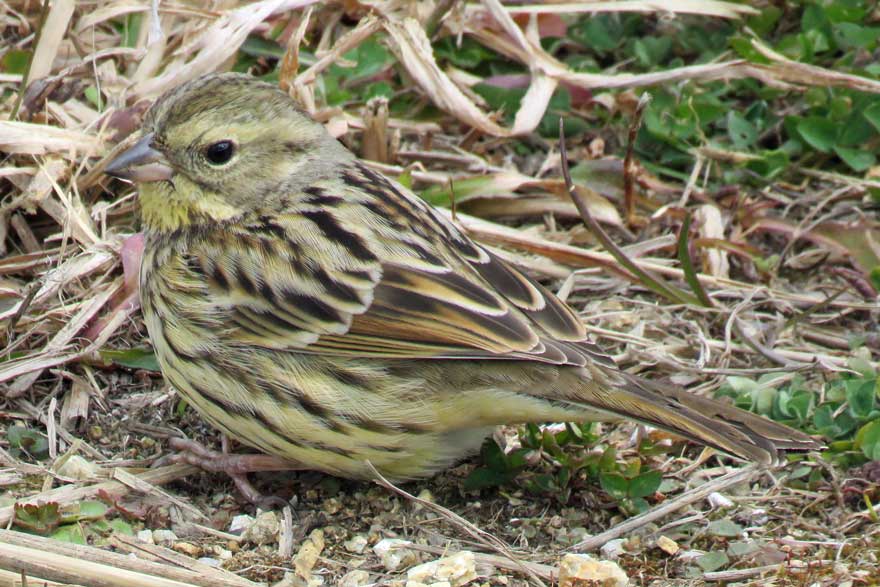 旭ヶ丘野鳥写真館