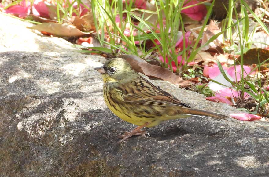旭ヶ丘野鳥写真館
