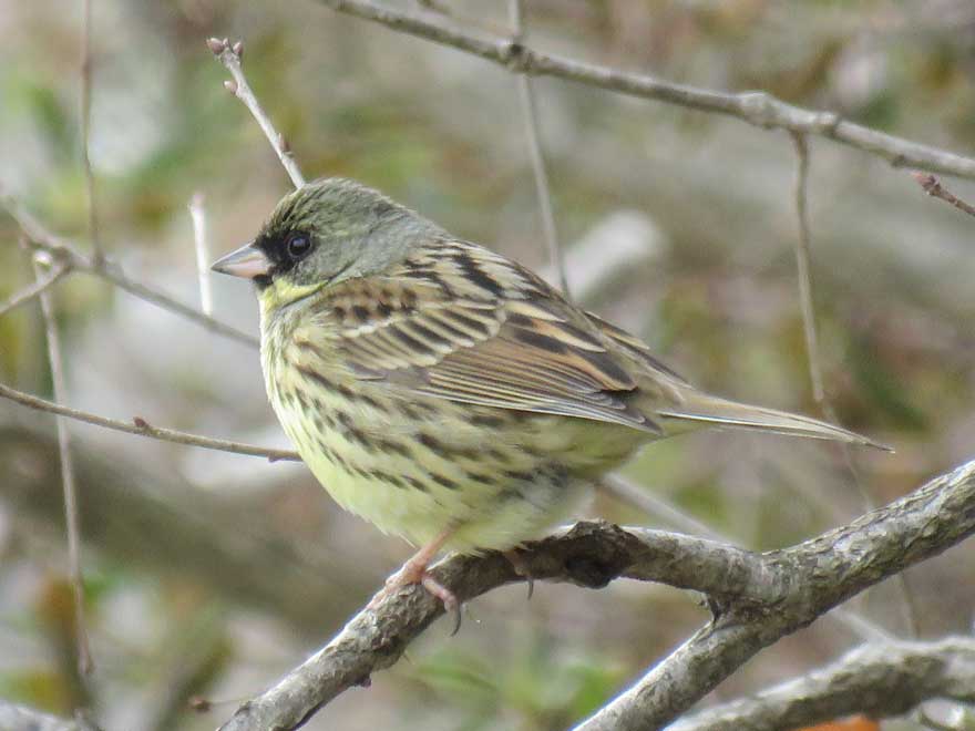 旭ヶ丘野鳥写真館