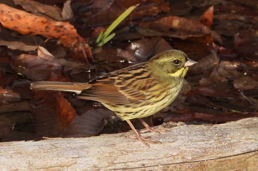 スズメ 旭ヶ丘野鳥写真館