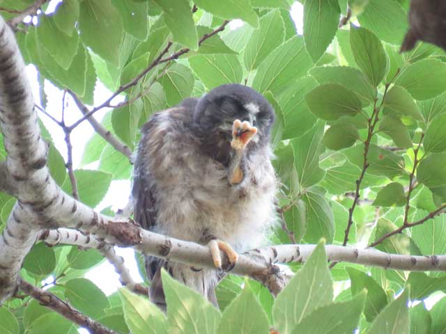 チョウゲンボウ