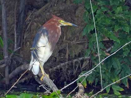 アカガシラサギ