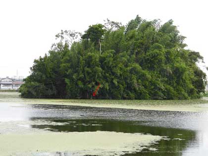 アカガシラサギ