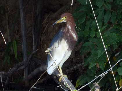 アカガシラサギ