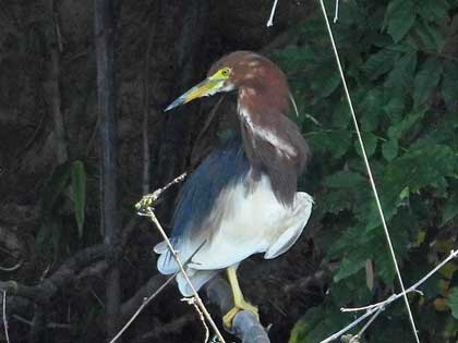 アカガシラサギ