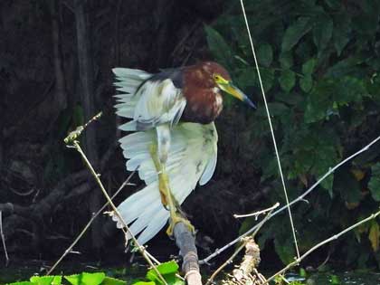 アカガシラサギ