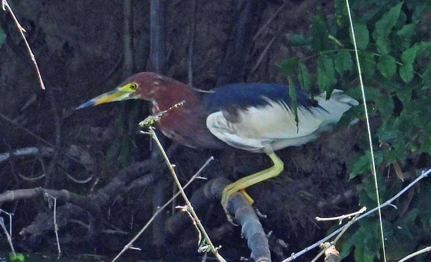 アカガシラサギ