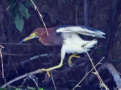 アカガシラサギ