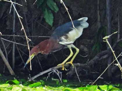 アカガシラサギ