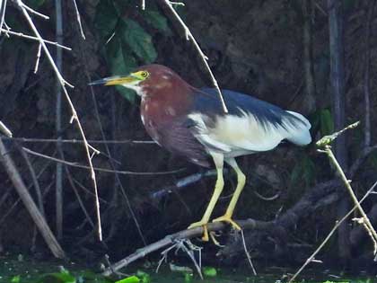 アカガシラサギ