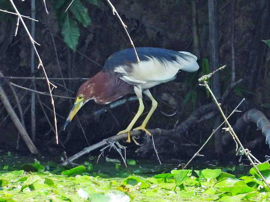 アカガシラサギ