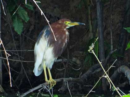 アカガシラサギ