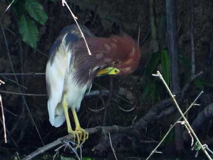 アカガシラサギ