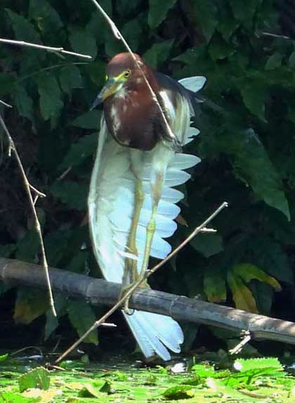 アカガシラサギ