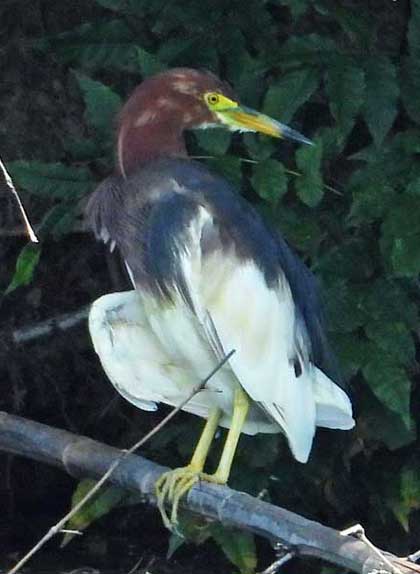 アカガシラサギ