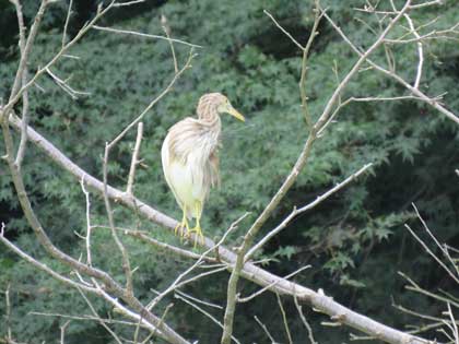 アカガシラサギ