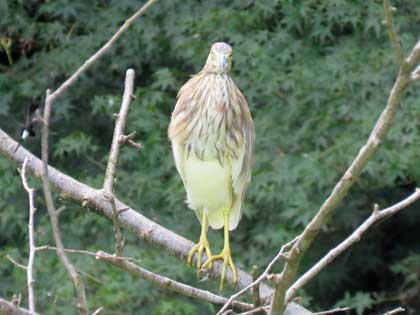 アカガシラサギ