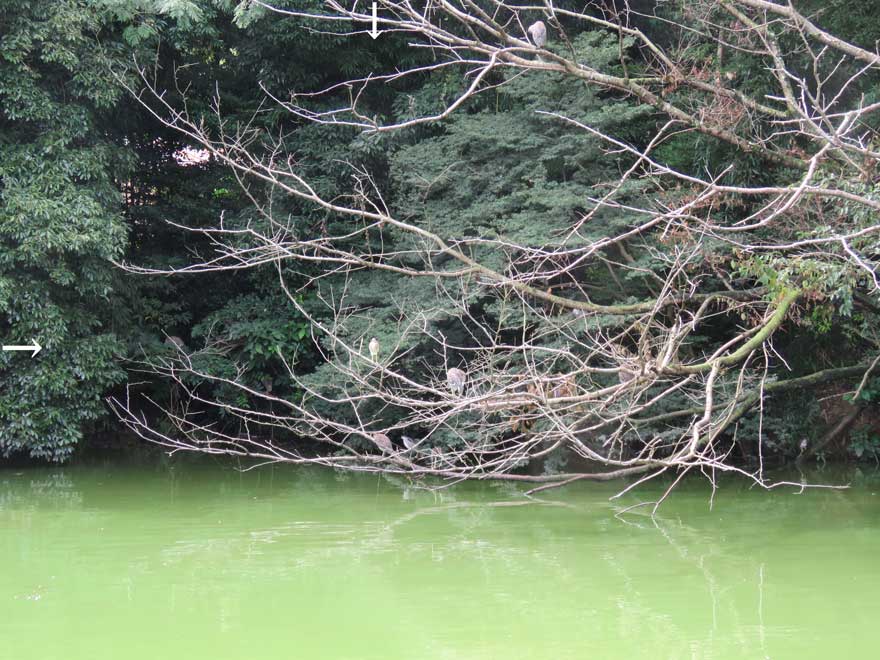 アカガシラサギ