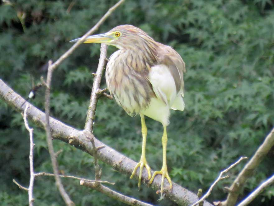 アカガシラサギ