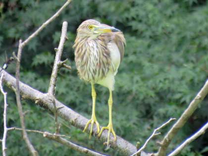 アカガシラサギ