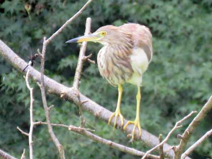 アカガシラサギ