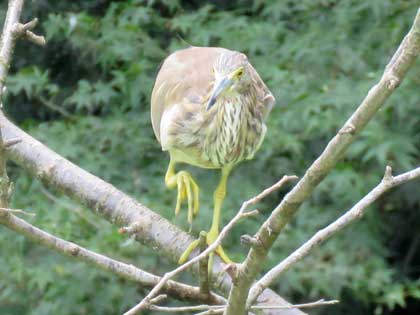 アカガシラサギ