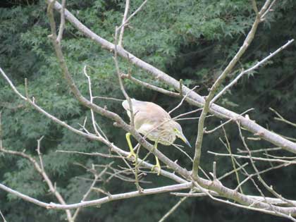 アカガシラサギ