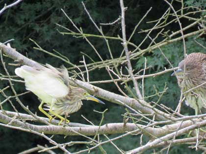 アカガシラサギ