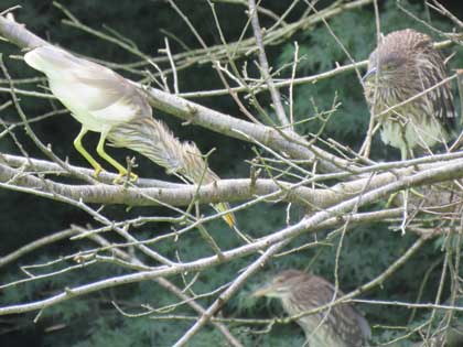 アカガシラサギ