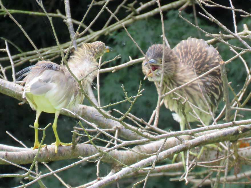 アカガシラサギ