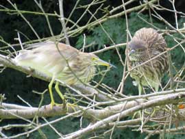 アカガシラサギ