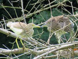 アカガシラサギ