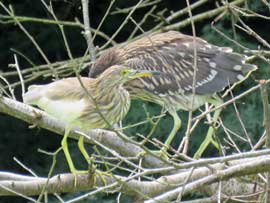 アカガシラサギ