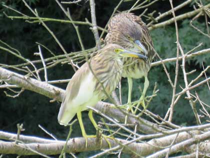 アカガシラサギ