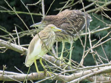 アカガシラサギ