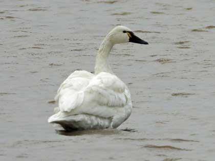 アメリカコハクチョウ