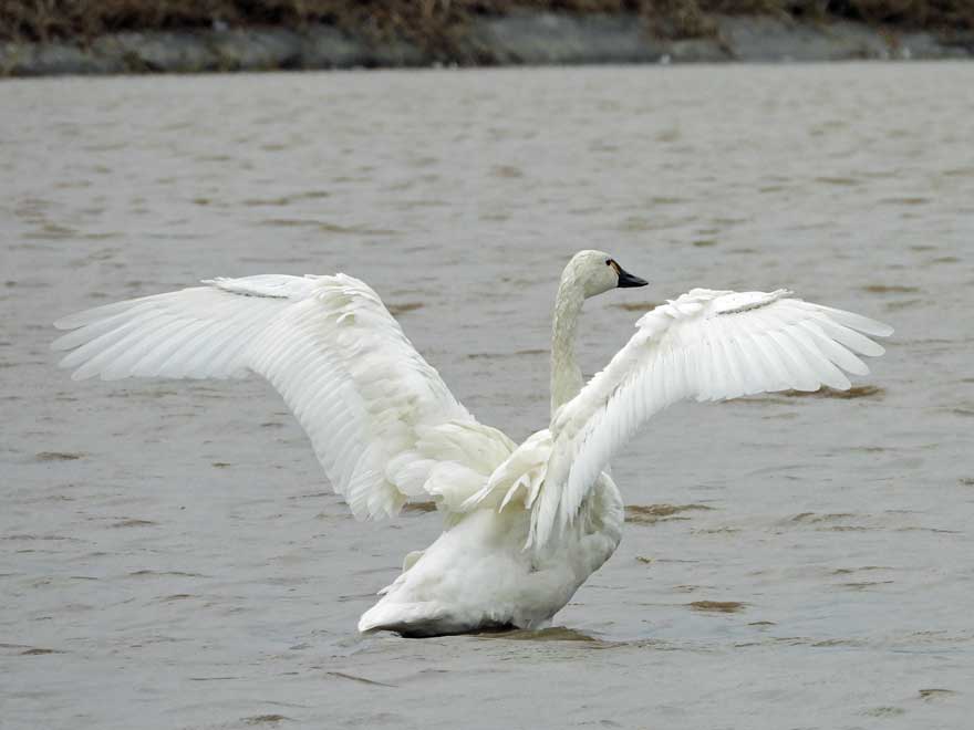アメリカコハクチョウ