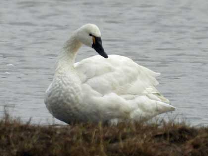 アメリカコハクチョウ