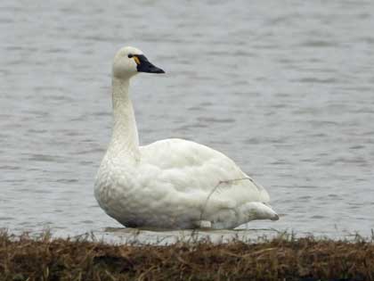 アメリカコハクチョウ